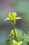 Blisterwort <BR>Hooked Buttercup